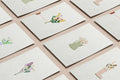 Kaartenset | BLOEMEN | 5 stuks